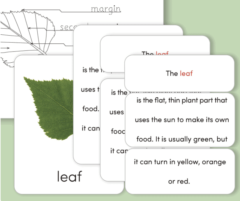 Montessori plant 3 part cards