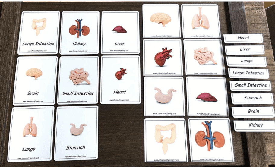 montessori 3 part cards human organs