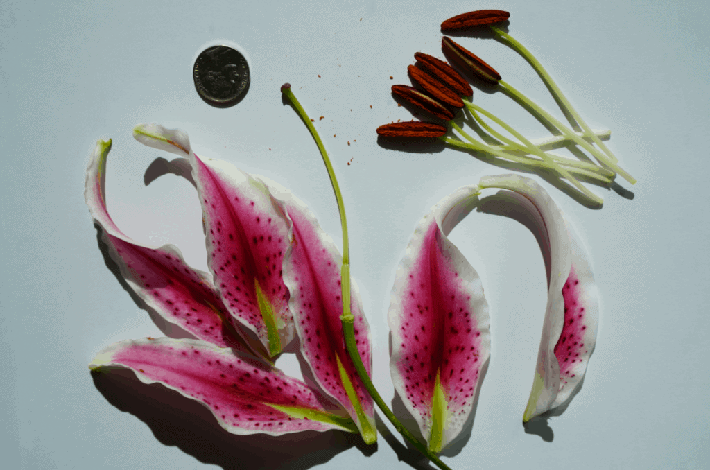 parts of a flower montessori lesson
